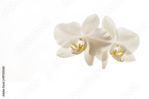 Wei  e Phalaenopsis Orchidee isoliert vor wei  em Hintergrund - Nahaufnahme