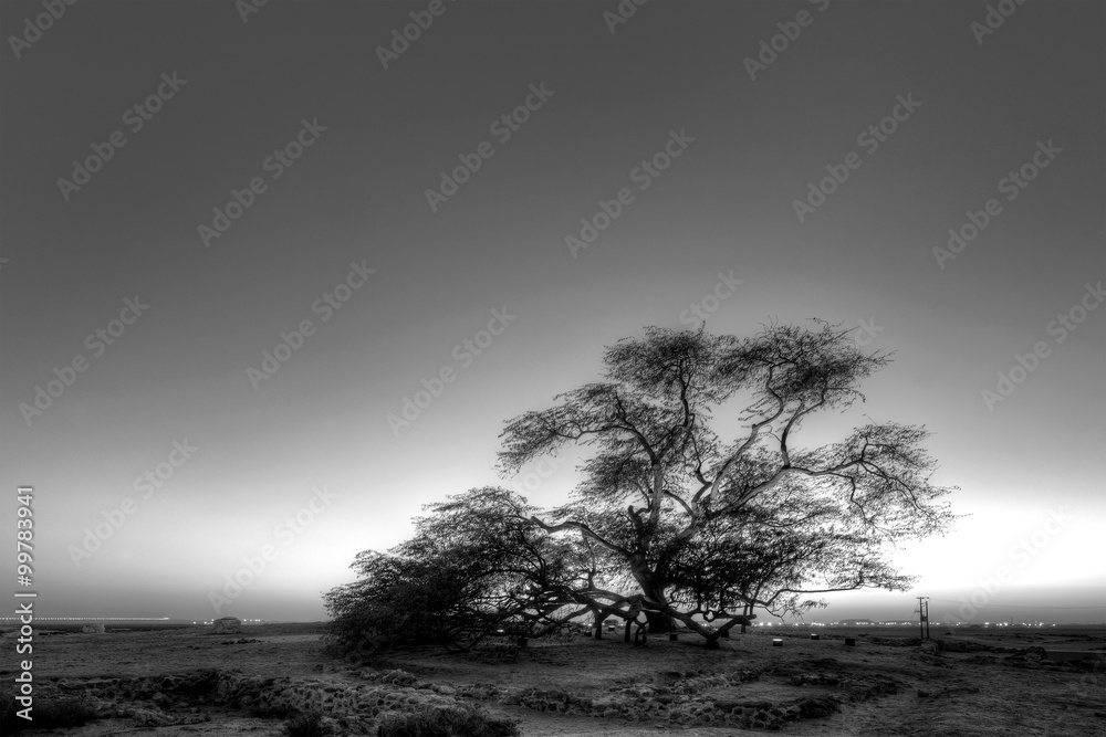 Obraz premium Tree of Life in blue hours, Bahrain, Black and white HDR