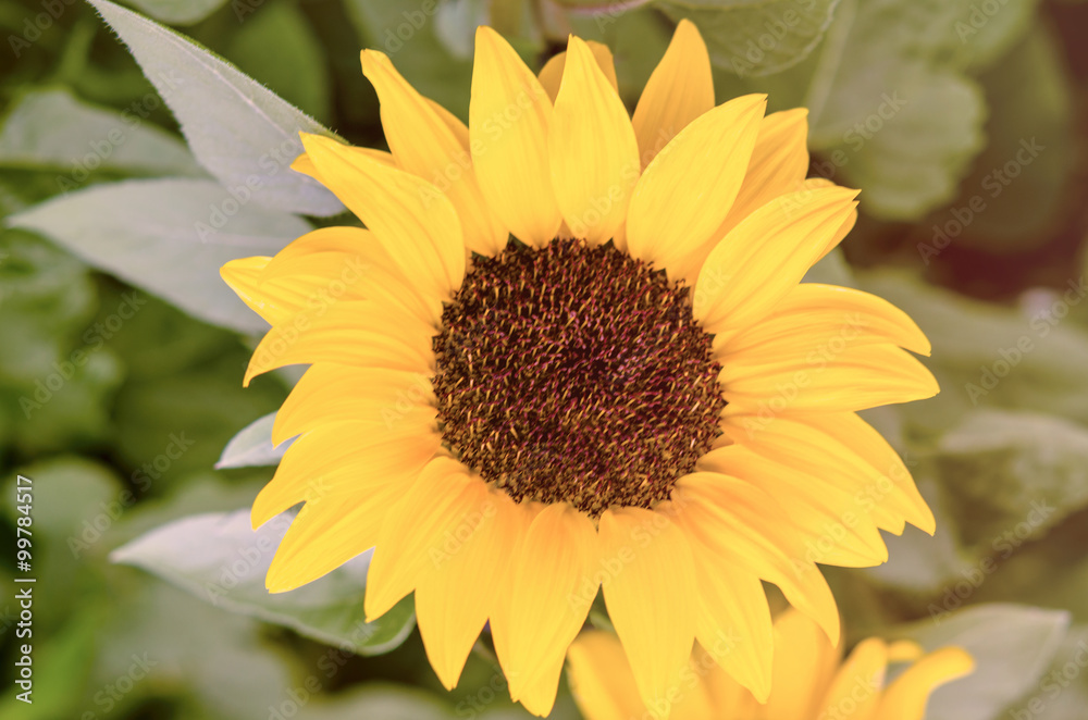 Obraz premium Sonnenblume im Licht