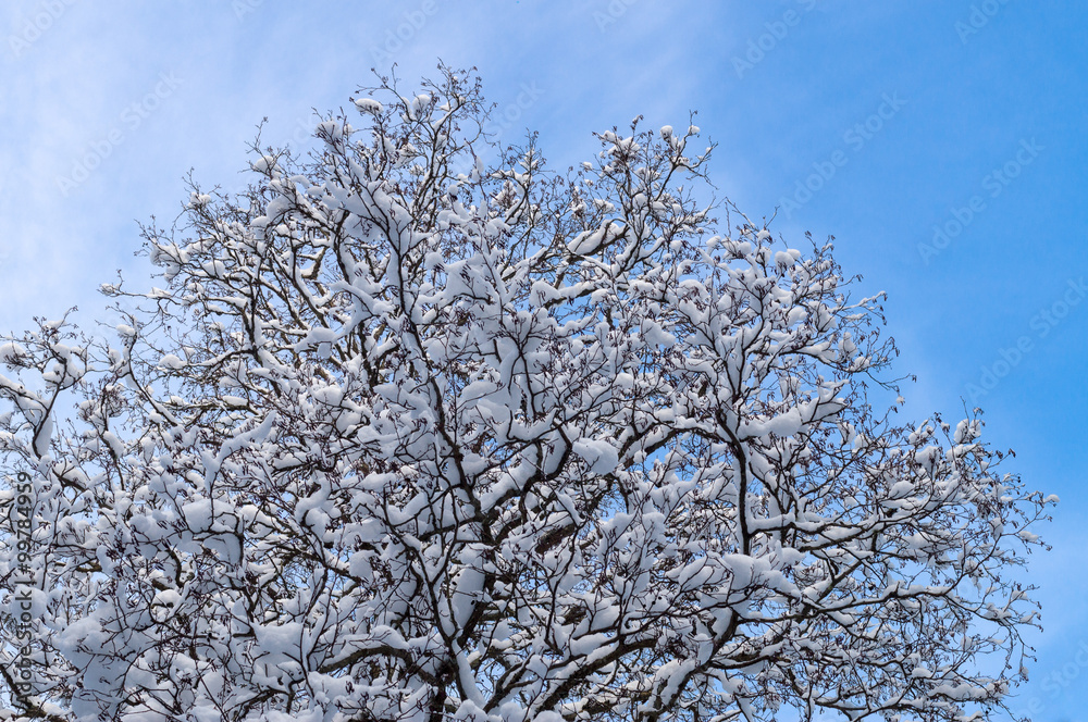 Tree covered by snow against blue sky Tree covered by snow against blue sky