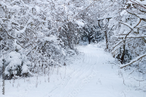 Narrow pathway through winter forest