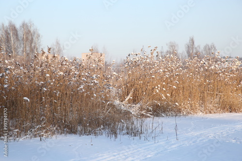 reed on snow background