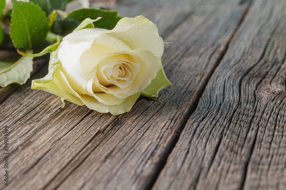 Fototapeta premium White rose on rustic table