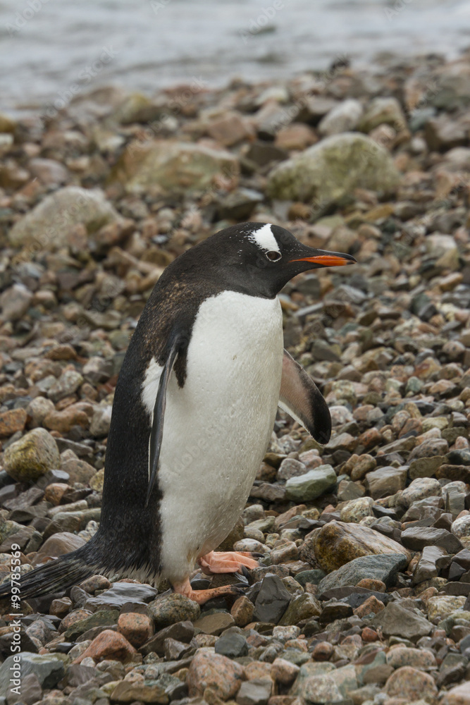 Naklejka premium Adult adelie penguin standing on rocky shore in Neko Harbor, Antarctica.