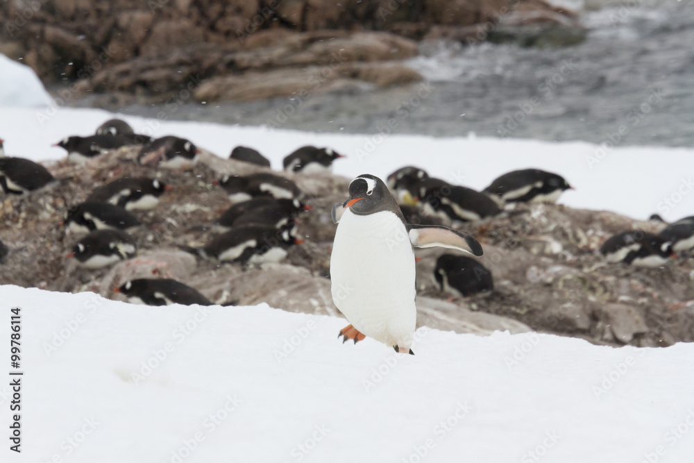 Gentoo penguin rookery, Neko Harbor, Antarctica Gentoo penguin rookery, Neko Harbor, Antarctica