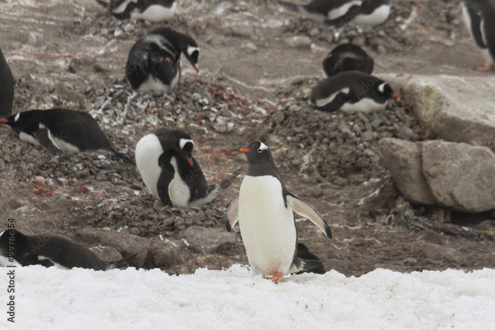 Naklejka premium Gentoo penguin rookery