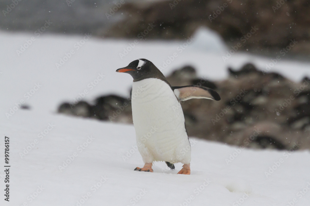 Naklejka premium Gentoo penguin walking , Neko Harbor, Antarctica