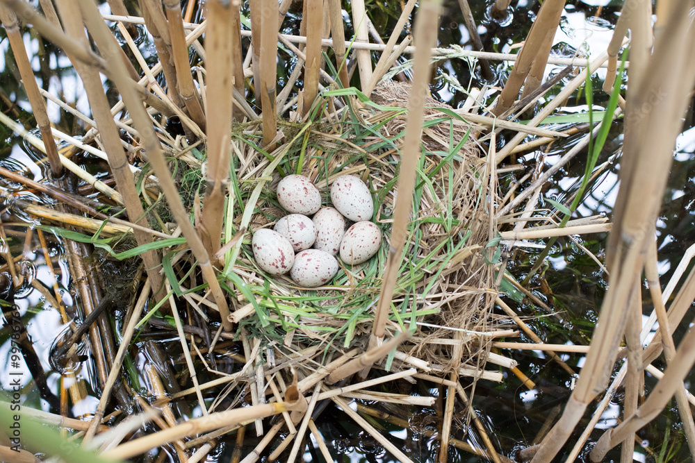 Obraz premium nest Moorhen (Gallinula chloropus).