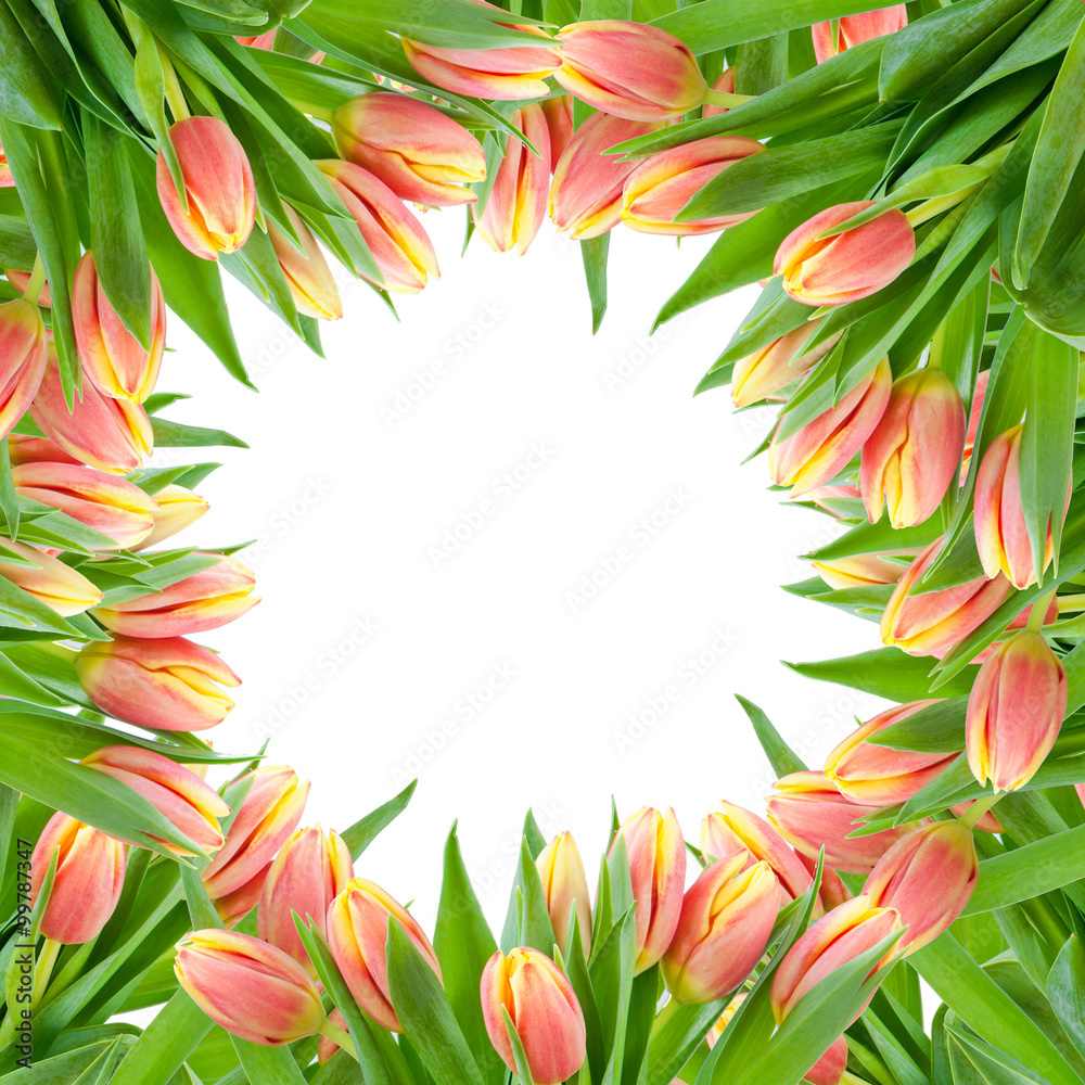 Isolated Pink tulips circle frame on the white background Isolated Pink tulips circle frame on the white background