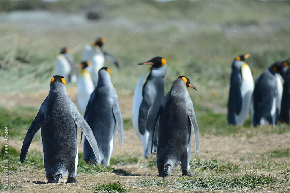 Fototapeta premium King penguins on the Bay of Inutil.