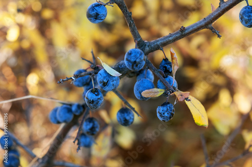 Obraz na płótnie dry blackthorn