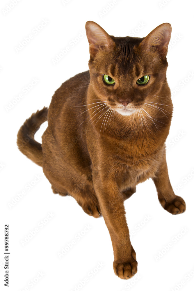 abyssinian sorrel domestic cat isolated