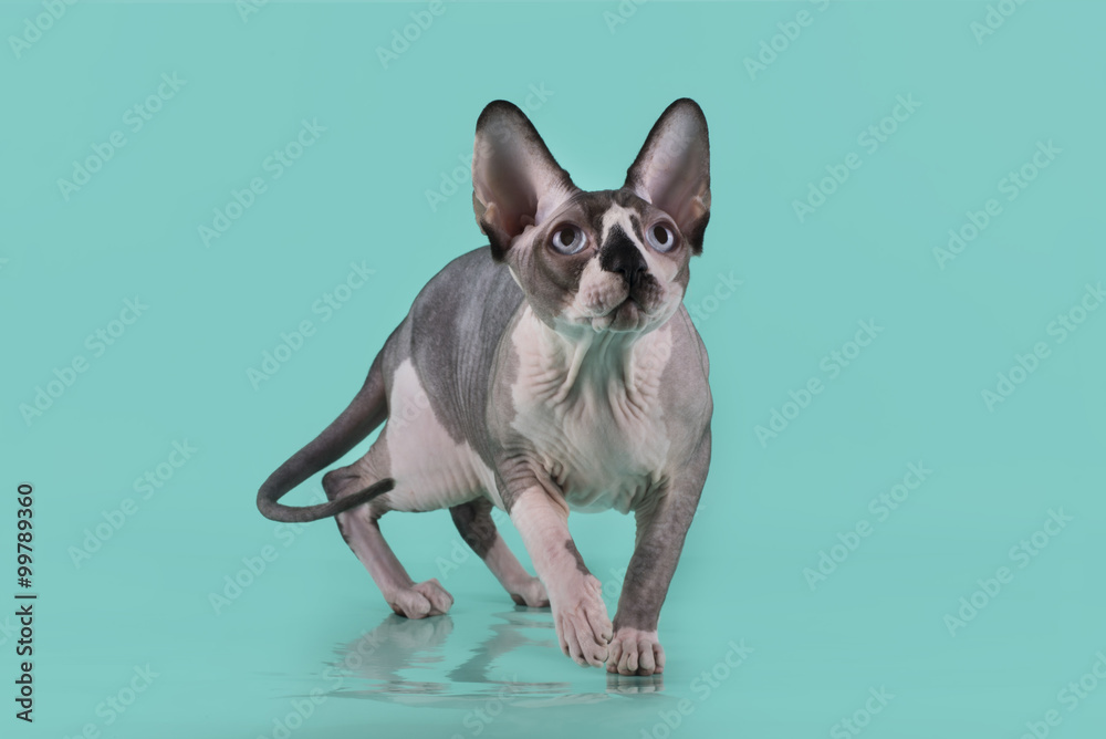 Sphynx isolated on a blue background