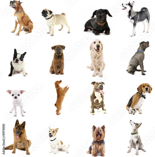 Large group of dog breeds  isolated on white