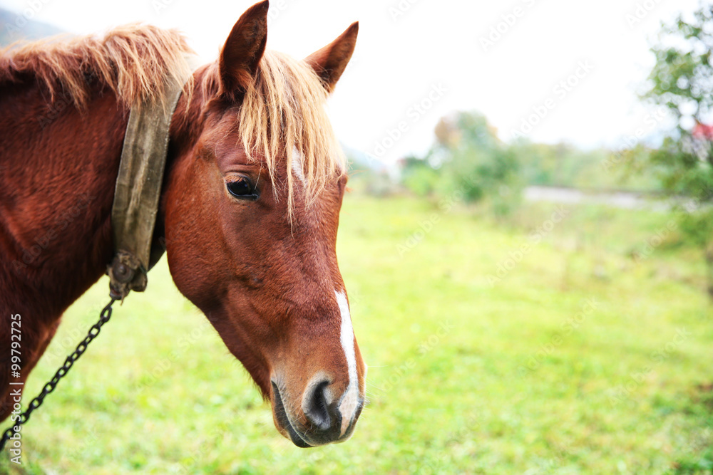 Horse grazing on meadow