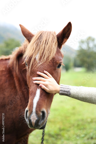 Fototapeta Naklejka Na Ścianę i Meble -  Girl feeding horse on meadow