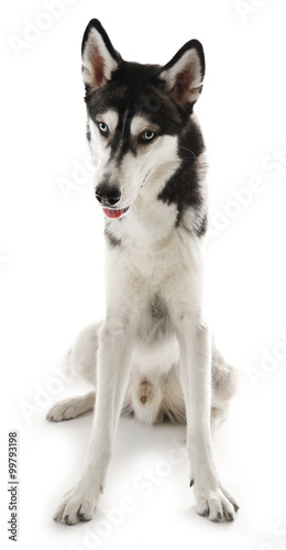 Siberian Husky sitting  isolated on white