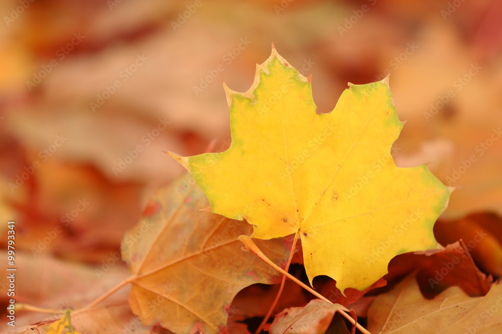 Colourful autumn leaves on the ground in the park, close up