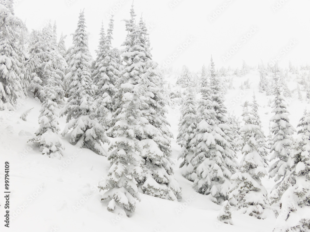 Snow Covered Winter Terrain Background