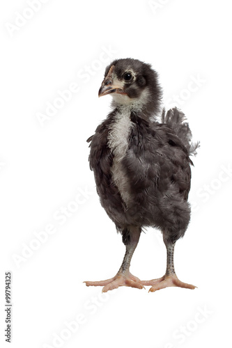 A black australorp chick on a white background