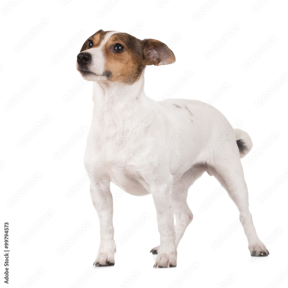 jack russell terrier dog standing on white