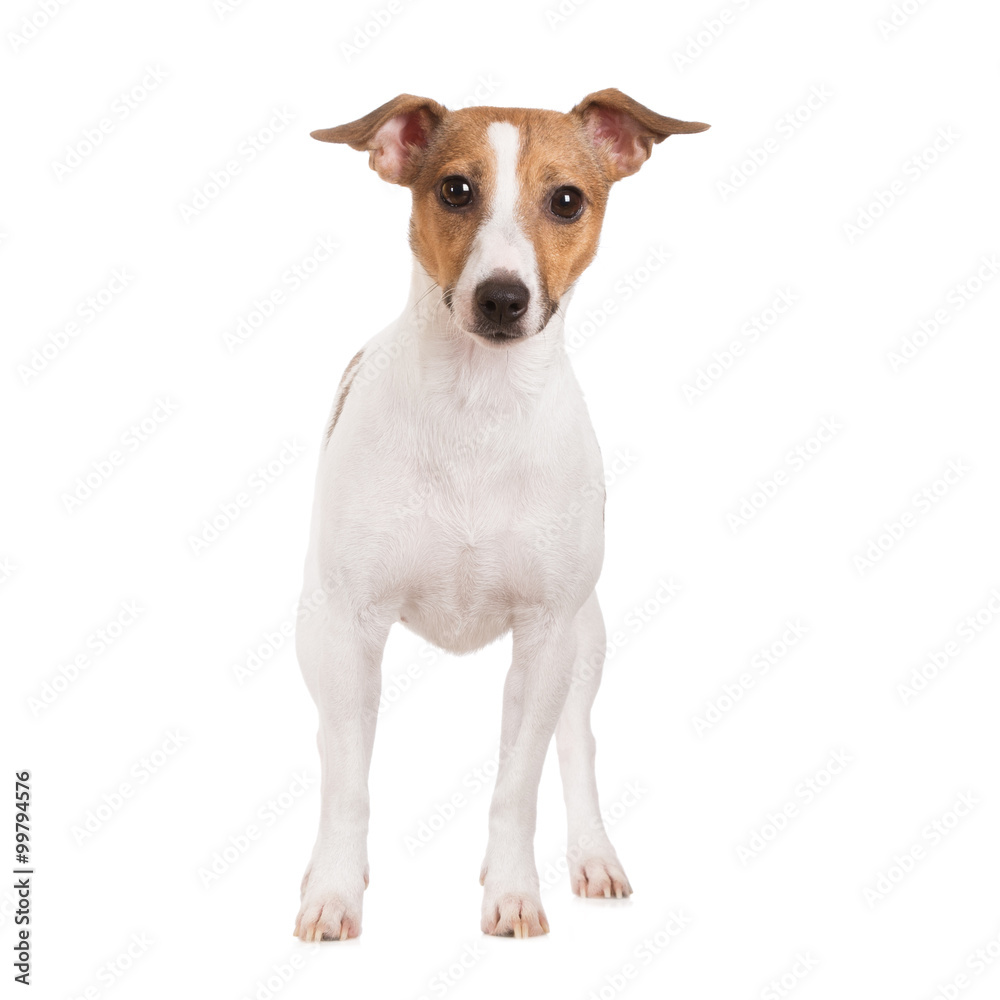 adorable jack russell terrier dog on white