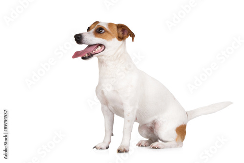 happy jack russell terrier dog sitting on white