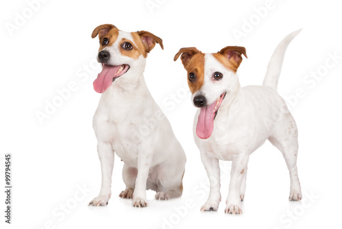 Fototapeta Naklejka Na Ścianę i Meble -  two funny jack russell terrier dogs on white together