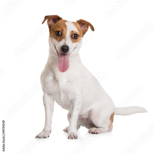 Fototapeta jack russell terrier dog sitting on white