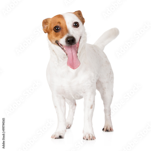 happy jack russell terrier dog standing on white