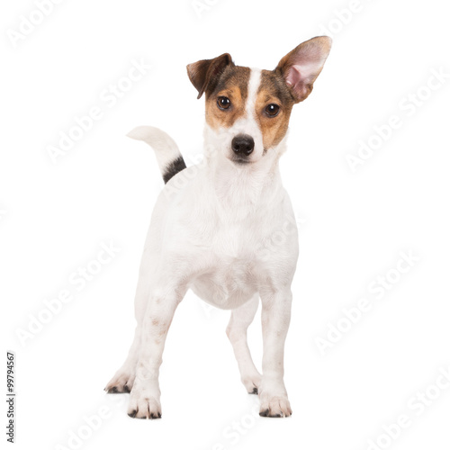 funny jack russell terrier dog with one pointy ear