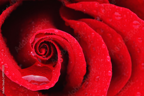 Fototapeta Naklejka Na Ścianę i Meble -  Macro Shot of a Red Rose