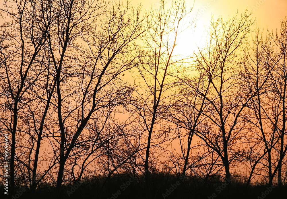 Silhouettes of trees on sunset background Silhouettes of trees on sunset background