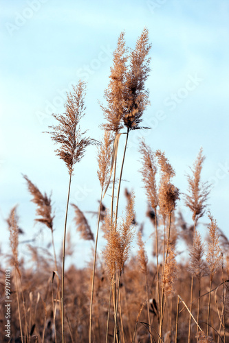 Dry reed. Abstract natural background.