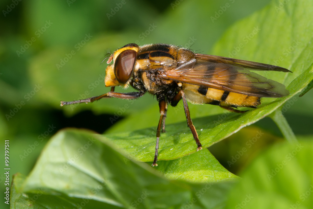 Volucella inanis hoverfly. A large hoverfly in the family Syrphidae, and a mimic of the hornet
Volucella inanis hoverfly. A large hoverfly in the family Syrphidae, and a mimic of the hornet