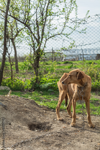 Skinny dog in tied with a chain