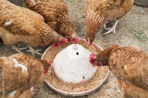 Chickens feeding
