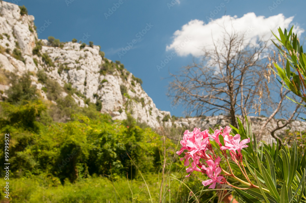 Obraz premium Flowered oleander tree and the canyon of Cavagrande valley, Sicily