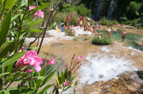 Flowered oleander tree in the natural reserve Cavagrande, Sicily, and one of its natural pools in the background photo