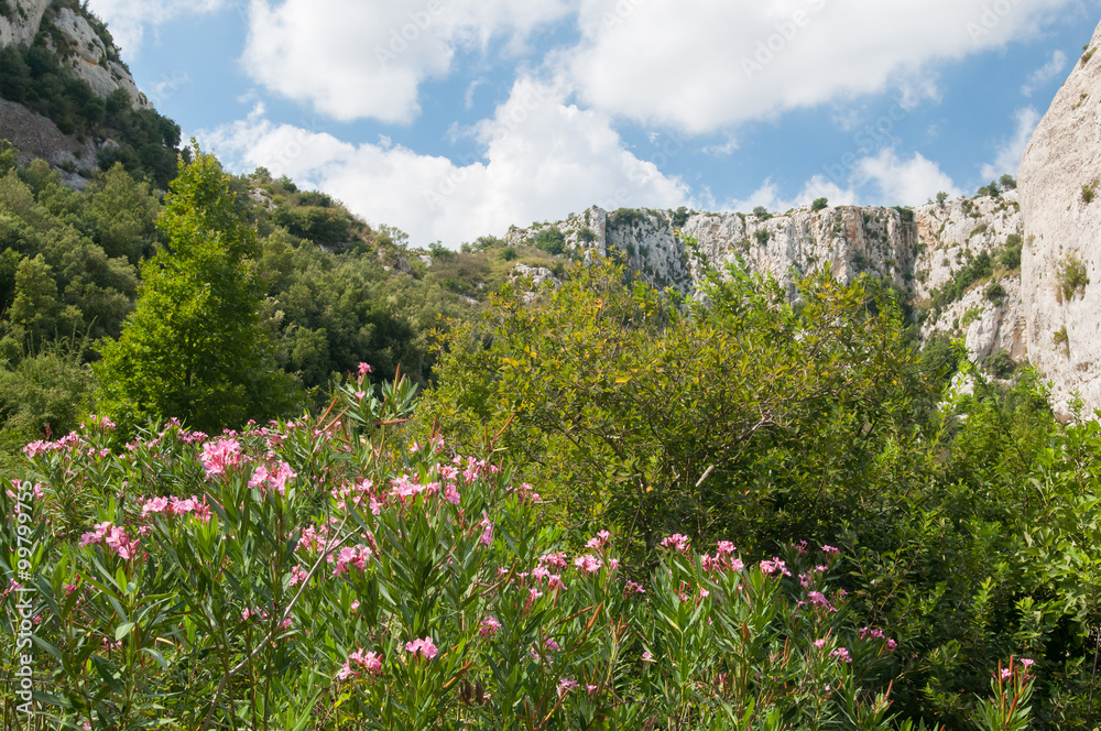 Flowered oleander tree and the canyon of Cavagrande valley, Sicily