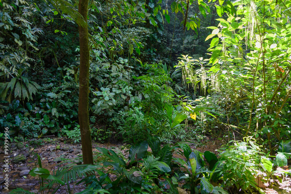 Obraz premium Costa Rica forest