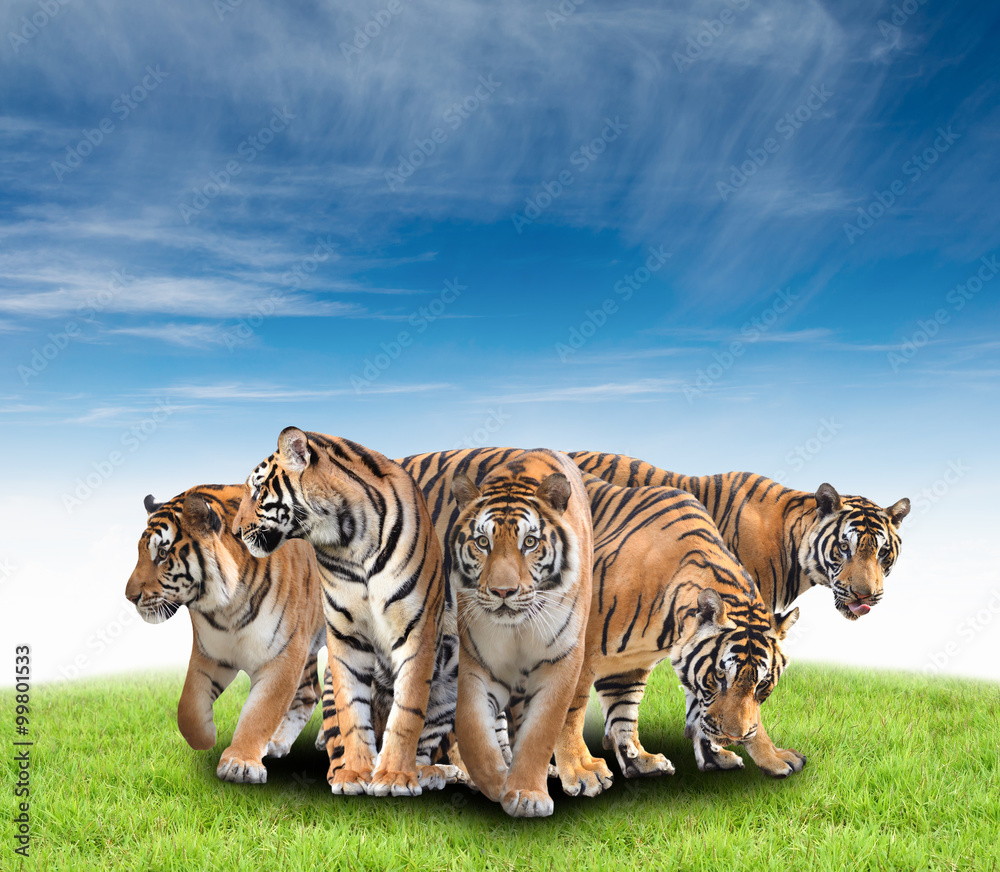 Fototapeta premium group of bengal tiger