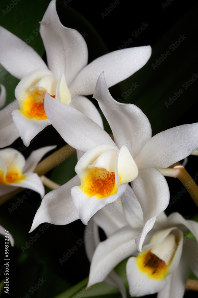 Fototapeta premium Orchid flower on black (Coelogyne mooreana)