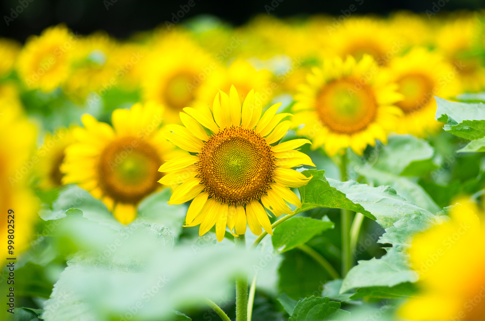 Fototapeta premium sunflower