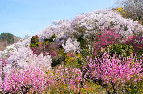 Japanese cherry blossoms SAKURA,Fukushima(prefectures),tourism of japan photo