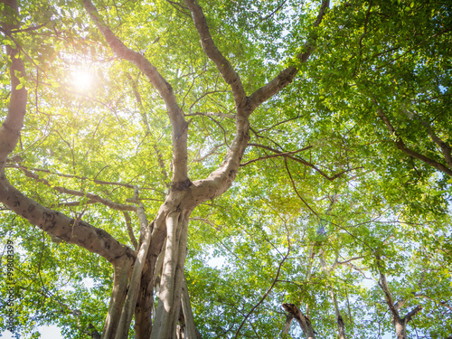 Big Banyan tree in Thailand