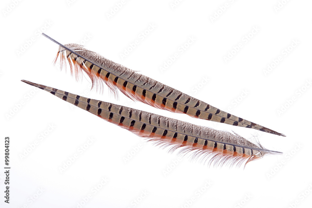 A bird's feathers, color is very beautiful A bird's feathers, color is very beautiful