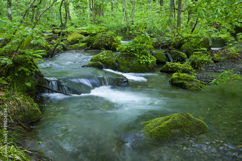 Stream in green forest