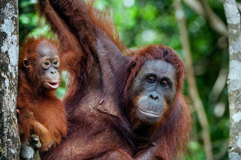Naklejka premium A female of the orangutan with a cub in a native habitat. Bornean orangutan (Pongo o pygmaeus wurmmbii) in the wild nature.