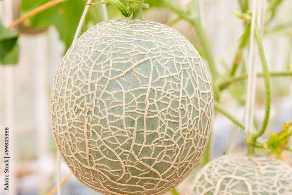melons, cantaloupe growing in greenhouse and supported by string melons, cantaloupe growing in greenhouse and supported by string